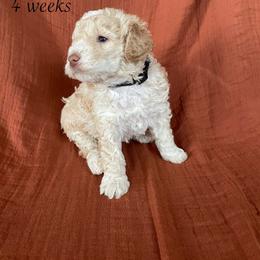Jasper - Orange male Lagotto Romagnolo puppy in Minster, Ohio from 1880 Lagotto