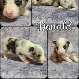 Shetland Sheepdog Puppies from Henotic Homestead's Shetland Sheepdogs
