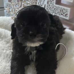 Lily - Black female Shihpoo puppy in Boston, Massachusetts from London's puppies