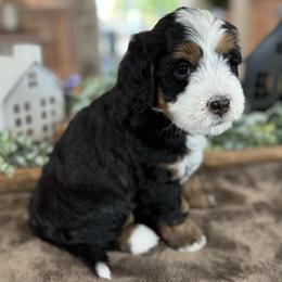 FireCracker - Tri-color female Bernedoodle puppy in Ramona, California from Oak Knoll Doodles