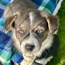American Corgi Puppies from Patriot American Corgi