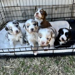 Miniature Australian Shepherd Puppies from Wild Outlaw Aussies