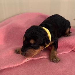 Miss Yellow - Black and tan female Airedale Terrier puppy in Huntersville, North Carolina from Cool Hand Luke Kennels