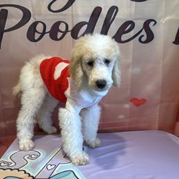 Louie - Parti male Poodle puppy in Mobile, Alabama from Semmy’s Standard Poodle LLC