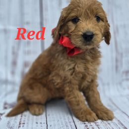 Red - Sable female Goldendoodle puppy in Taft, Tennessee from McGraw's Fetching Pups