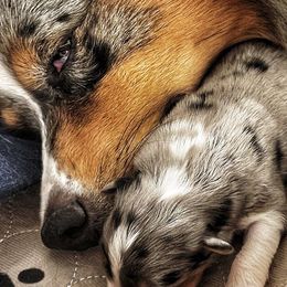 Australian Shepherds from M Squared Kennels