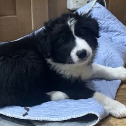 Girl 1 - Black and white female Border Collie puppy in Miami, Florida from CP FARMS BORDER COLLIES N JACKS CORP