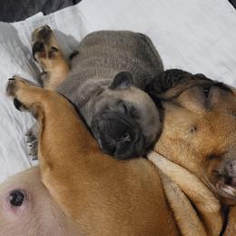 French Bulldog Puppies from Smith's Small Town Frenchies