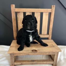 Bell - White and black female Bordoodle puppy in Valley Center, California from Circle R Valley Bordoodls