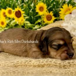 Cooper - Cream male Dachshund puppy in Lakeland, Florida from Ruthie’s Rich Mini Dachshunds