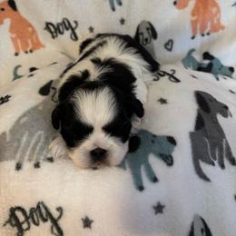 Goose - Black and white male Shih Tzu puppy in Bluffton, South Carolina from Cuddly Coastal Cuties