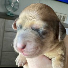 Daphne - Red Dachshund puppy in Alva, Florida from Salty C's Dachshunds