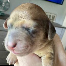 Daphne - Red Dachshund puppy in Alva, Florida from Salty C's Dachshunds