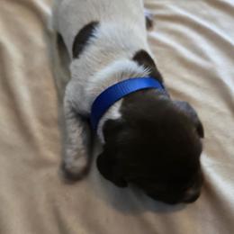 Blue Male - Liver roan male German Shorthaired Pointer puppy in Piedmont, South Carolina from Barnes GSPs