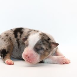 Jude - Blue merle female Australian Shepherd puppy in Coldwater, Michigan from Northern Star Australian Shepherds