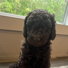 Poodles from Jolley Poodles