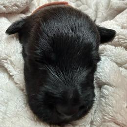 Jack - Black male Scottish Terrier puppy in Eagle Lake, Florida from Its Scot To Be Love Scotties