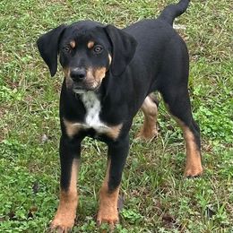 Tasso's Song of the South - Black female Catahoula Leopard Dog puppy in Crestview, Florida from Crabtree Catahoulas