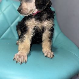 Dalmatian and Poodle Puppies from Exquisite Dalmatians & Standard Poodles