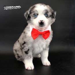 Bi Blue Merle 2 blue eyes - Blue merle male Miniature Australian Shepherd puppy in Pinehurst, Texas from Aussie Amor