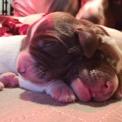 Boy 5 - Drentsche Patrijshond puppy from High Desert Drents