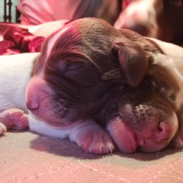 Boy 5 - Drentsche Patrijshond puppy from High Desert Drents
