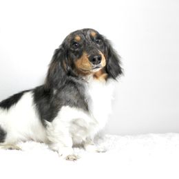 Chet - Dachshund