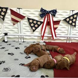 Vizsla Puppies from Pantana Kennels