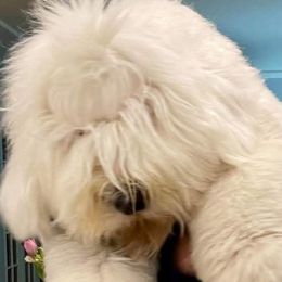 Old English Sheepdogs from Jenn's Old English Sheepdogs