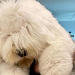 Old English Sheepdogs from Jenn's Old English Sheepdogs