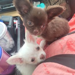 Chihuahua Puppies from Elegant Exotic Chihuahua's
