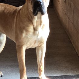 Tuscany - Cane Corso