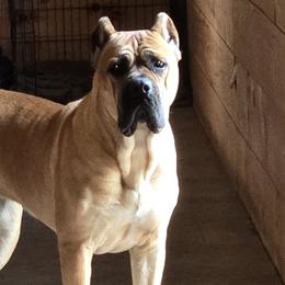 Tuscany - Cane Corso