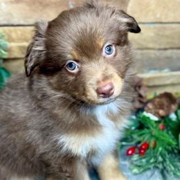 Ghost - Red tri male Toy Australian Shepherd puppy in Mc Lean, Illinois from Kickapoo Creek Toy & Mini Aussies