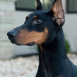 Doberman Pinschers and Rat Terriers from Sizzlin' Dobermans
