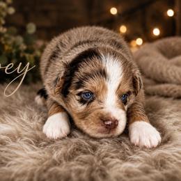 Joey - Red merle male Miniature Australian Shepherd puppy in Lubbock, Texas from Baby Storm Kennels