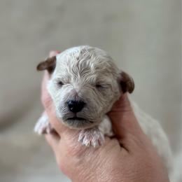 Firecracker - Apricot male Goldendoodle puppy in Wharton, Texas from Little Fur Friends