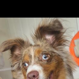 Australian Shepherd, Miniature American Shepherd, and Miniature Australian Shepherd All Grown Up from Spirited Aussies