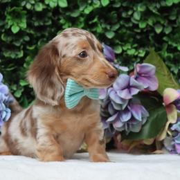 Chip - Chocolate and cream male Dachshund puppy in Woodbine, Georgia from Walker's Minidachs