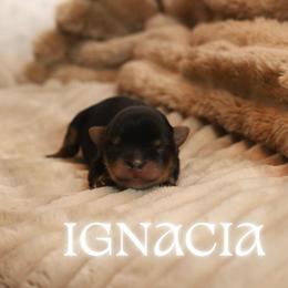 Ignacia - Black and tan female Yorkshire Terrier puppy in Red Boiling Springs, Tennessee from Pendragon Yorkies