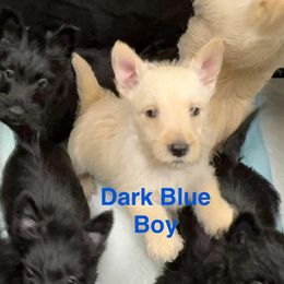 Dark Blue Collar Boy - Scottish Terrier puppy from White Apple Kennel