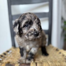 Neroli - Merle Goldendoodle puppy in Fayetteville, Arkansas from Silver Hill Farm