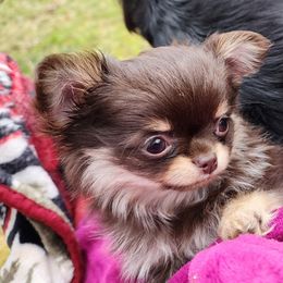 Chihuahua Puppies from Chosen Chihuahuas