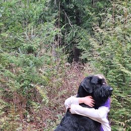 Giant Schnauzer All Grown Up from Preston Schnauzers