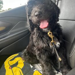 Assorted Doodle Crosses and Bernedoodle All Grown Up from Gentle Giants Doodle Co.