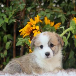 Chase - Sable male Pembroke Welsh Corgi puppy in Caliente, California from Rafter Cross 7