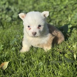 Jasper (fluffy) - Fawn and white male American Corgi puppy in East Oakdale, California from Rhettro Kennels