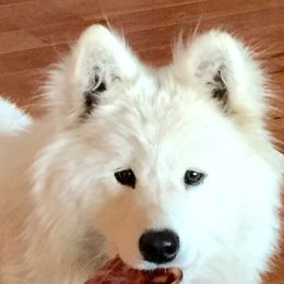 Samoyed Puppies from Falling cedar farm samoyeds
