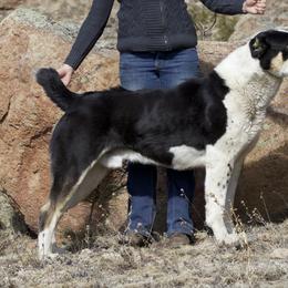 Archer - Central Asian Shepherd Dog