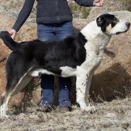 Archer - Central Asian Shepherd Dog